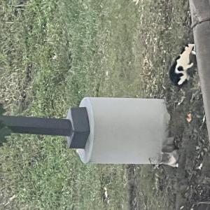 Found Cat Unknown