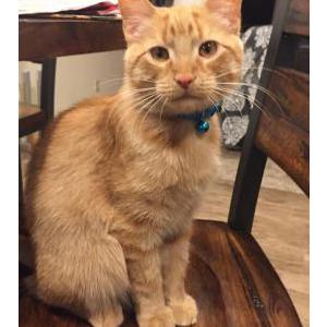 Lost Cat Romeo