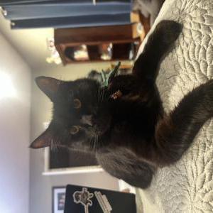 Lost Cat Basil