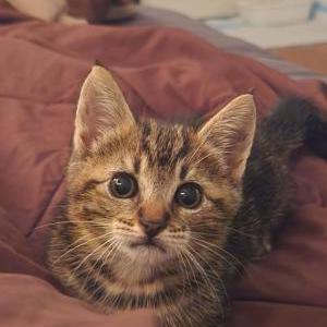 Lost Cat Tiki