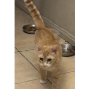 Lost Cat Potato