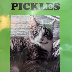 Lost Cat President Pickles
