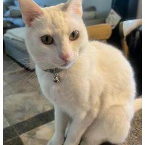Lost Cat Sammy
