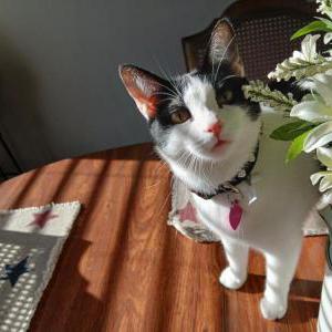 Image of Phoebe, Lost Cat