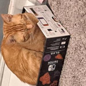 Lost Cat Cheddar