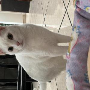 Lost Cat Willow