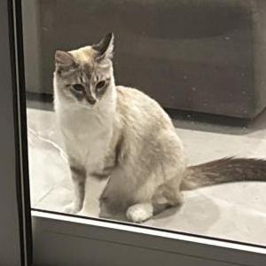 Lost Cat Gucci