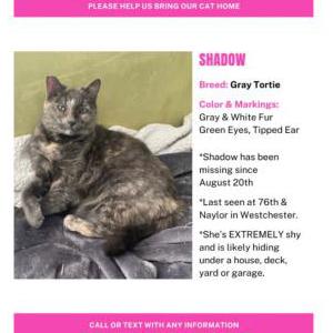 Lost Cat Shadow