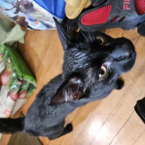 Found Cat Unknown