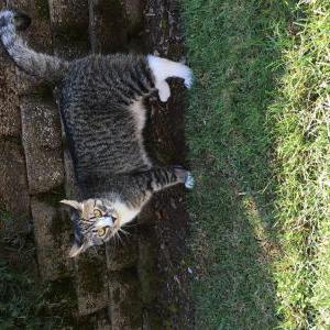 Lost Cat Joey