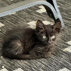 Found Cat Unknown