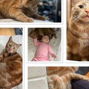 Lost Cat Ranger
