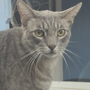 Lost Cat Scrappy