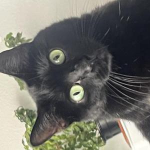 Lost Cat Bean
