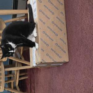 Lost Cat Luna