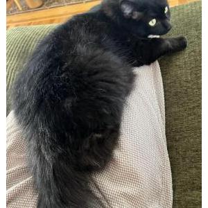 Lost Cat Shadow