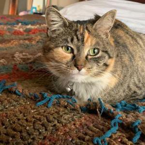 Lost Cat Jojo