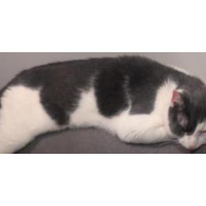 Found Cat Unknown