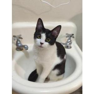Lost Cat Ryu