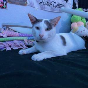 Image of Sergio, Lost Cat