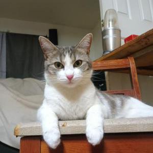 Lost Cat baby