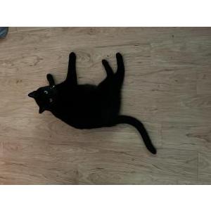 Lost Cat Percy
