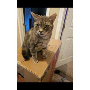Lost Cat Smokey
