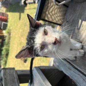 Found Cat Frank