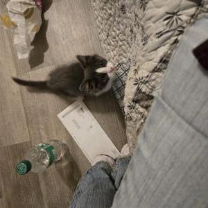 Found Cat Unknown