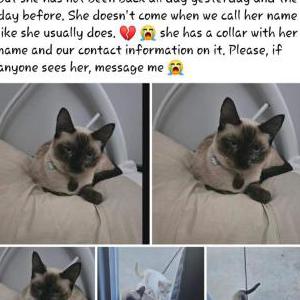Lost Cat Cookie