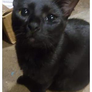 Lost Cat Zoheret