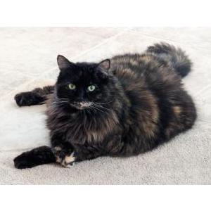 Lost Cat Kitty Powers