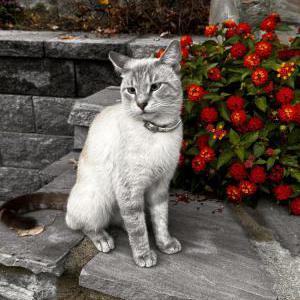 Found Cat unknown