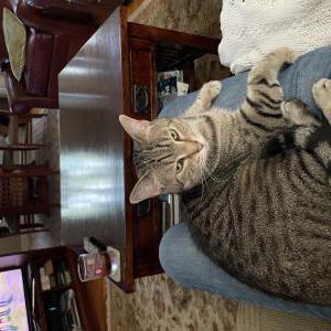 Lost Cat Pete