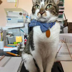 Lost Cat Mr. Whiskers