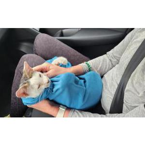 Found Cat Unknown