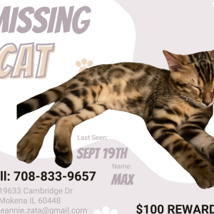 Lost Cat Max