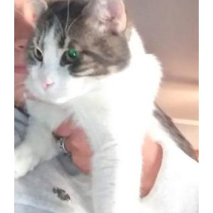 Lost Cat Jimenez