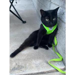 Lost Cat Midnight