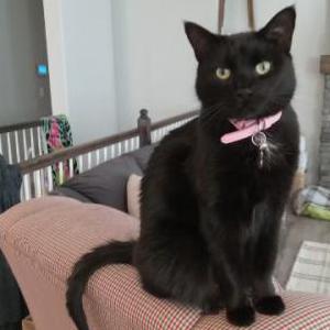 Lost Cat Nova