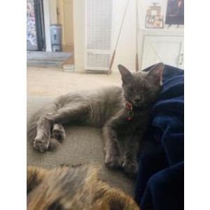 Lost Cat Stone