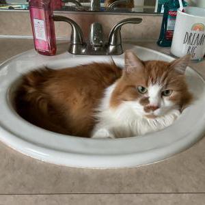 Lost Cat Norton