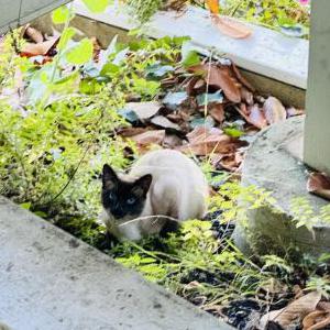 Found Cat Unknown