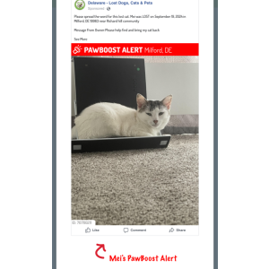 Lost Cat Mei