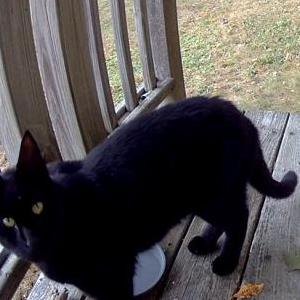 Found Cat Unknown