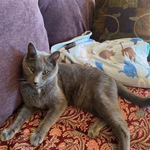 Lost Cat Vino