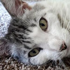 Lost Cat Punkin