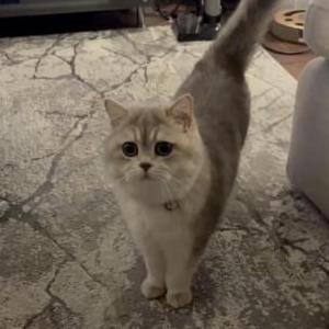 Lost Cat Snowy