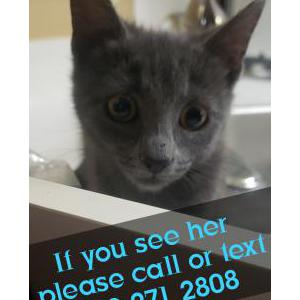 Lost Cat Baby Kitties