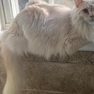 Lost Cat fathi